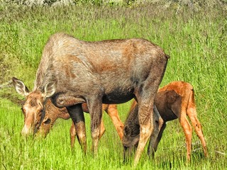 A road trip to Alaska