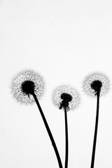 Silhouette of Dandelion Black and White
