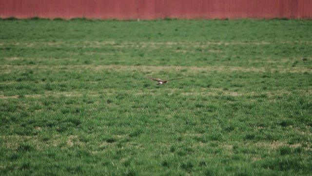 Northern Harrier Hawk bird soaring flying away across grass field in front of red barn meadow hunting searching for prey in pacific northwest in slow motion 