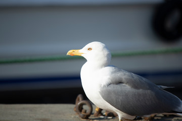 Seagull at the seaside. He walks on the ground looking around for food. There are plastic stools around.