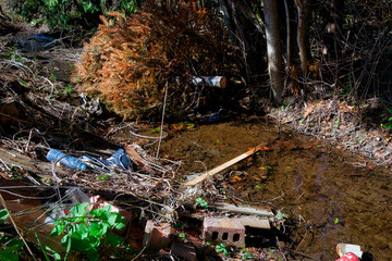 profile of cut down trees in the forest