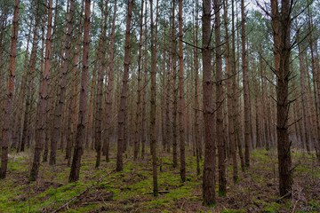 Fototapeta premium pine trees in the forest