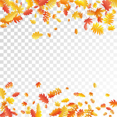 Oak, maple, wild ash rowan leaves vector, autumn foliage on transparent background.