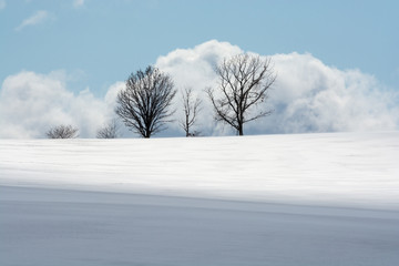 雪原に立つ冬木立　美瑛町