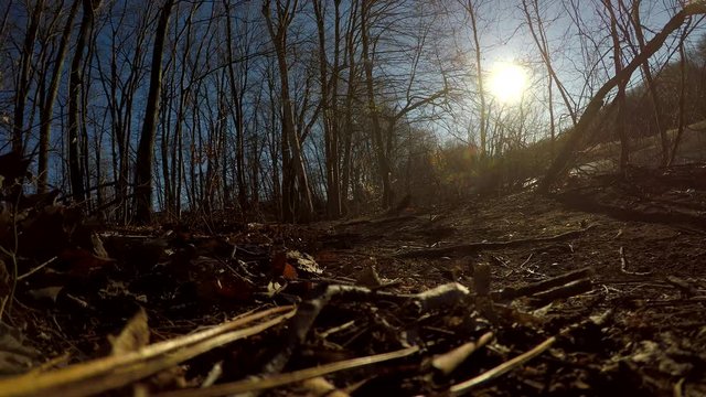 Low angle clip into the setting sun of a father and daughter walking their dog in a New England forest on a late winter day.