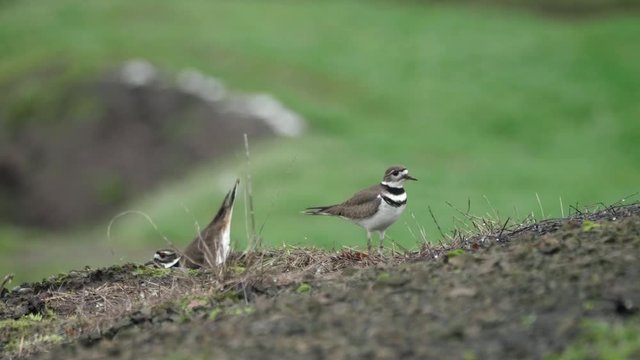 Two pair of killdeer birds nesting mating and watching on green grass field in pacific northwest washington