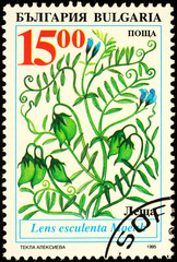 Lentil plant on postage stamp