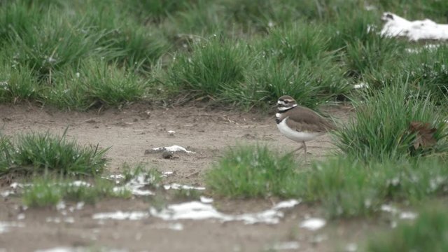 killdeer bird searching and finding hunting worm food in snow covered grass field in pacific northwest washington