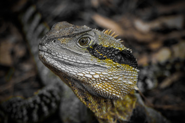 Water Dragon from Queensland, Australia