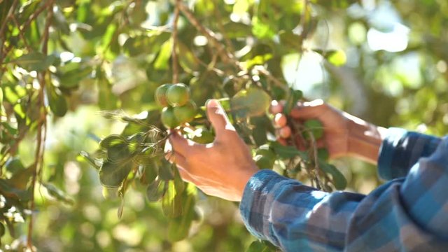 ้ืHand picking macadamia tree and its fruit In the garden.