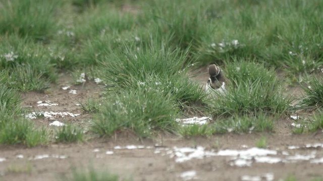 killdeer bird cleaning feathers scratching in snow covered grass field in pacific northwest washington