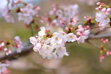 Obraz premium 桜