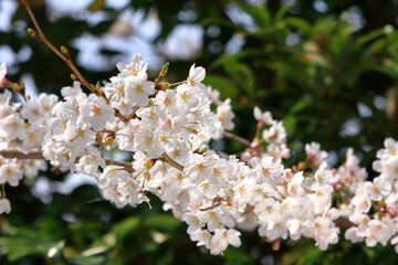 桜