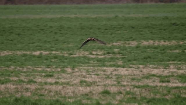 Northern Harrier Hawk bird soaring flying right to left across grass field meadow hunting searching for prey in pacific northwest