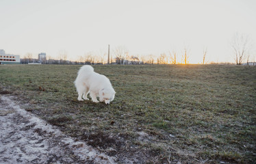 white dog Arctic Spitz Samoyed for a walk at sunset