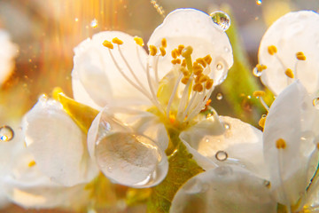 Beautiful white cherry blossom sakura flowers macro close up in spring time. Nature background with flowering cherry tree. Inspirational floral blooming garden or park. Pastel flower art design.