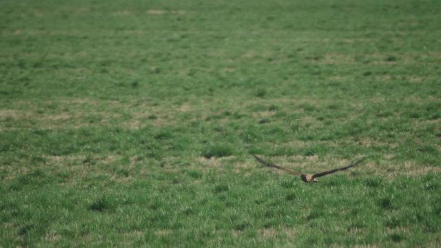 Northern Harrier Hawk bird of prey gliding flying across grass field meadow hunting prey in slow motion