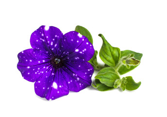 Petunia 'Night Sky'. Flower with leaves isolated on white background