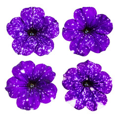 Petunia 'Night Sky'. Flowers collection isolated on white background