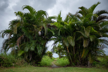 palm trees and blue sky