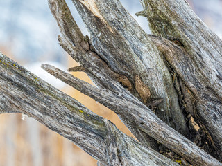 Gnarled aged root ball