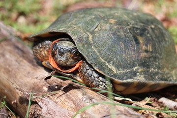 Fototapeta premium Turtle
