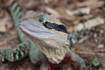 Water Dragon Iguana, Australia