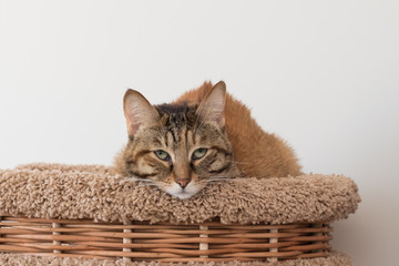Outbred domestic red cat lying on a cat lounger, looking at the camera with a sad look, on a white background (isolate)