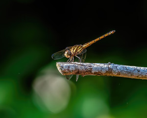 Dragonfly on a branch shot at Malacca Malaysia