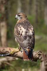 Red Shoulder Hawk 