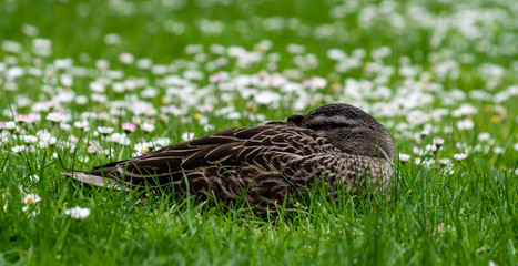 Fototapeta premium Peeking Duck