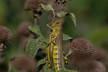 Grasshopper foraging on spent bee balm plant in the garden. They are insects of the suborder Caelifera in the order Orthoptera. Bee balm or Monarda is a genus of flowering plants in the mint family. 