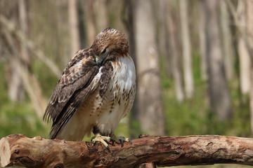 Preening Red Shoulder Hawk 