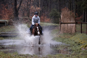 Pferd stolpert im Wassergraben