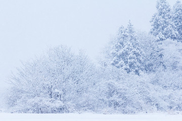 山に降る雪　冬イメージ　秋田県の自然風景　山と森林