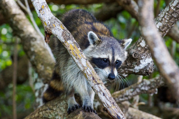 Wildlife, raccoons in the Florida mangroves