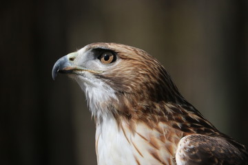 Red Shoulder Hawk 
