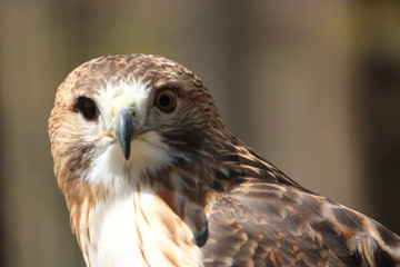 Red Shoulder Hawk - direct look