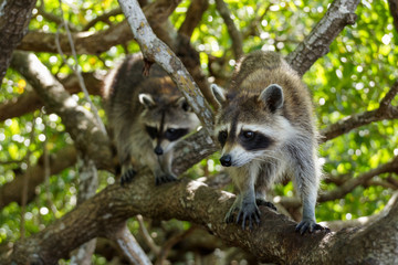 Wildlife, raccoons in the Florida mangroves