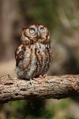 Eastern Screech Owl Looking Up