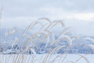 雪の情景　冬の朝　ススキ