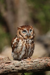 Eastern Screech Owl
