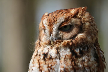 Eastern Screech Owl