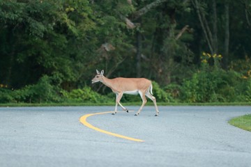 Deer at blue ridge parkway