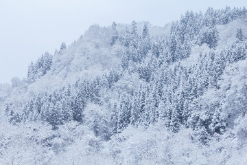 山に降る雪　冬イメージ　秋田県の自然風景　山と森林