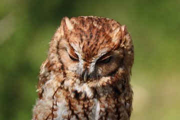 Sleeping Owl