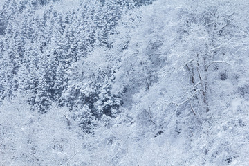山に降る雪　冬イメージ　秋田県の自然風景　山と森林