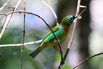 hummingbird on branch