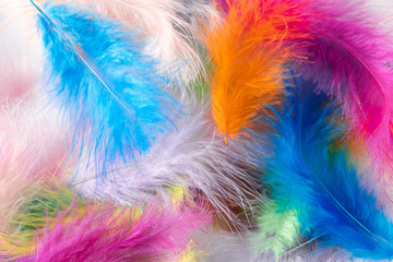Many light multi-colored feathers for a carnival costume. Background for design.