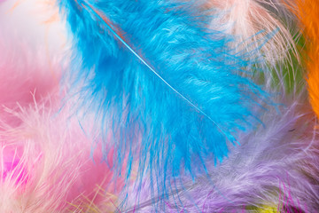 Many light multi-colored feathers for a carnival costume.